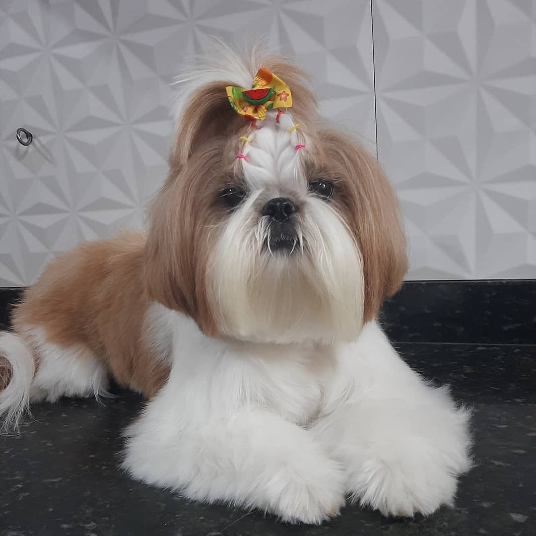 BANHO E TOSA EM JI - PARANÁ - RO