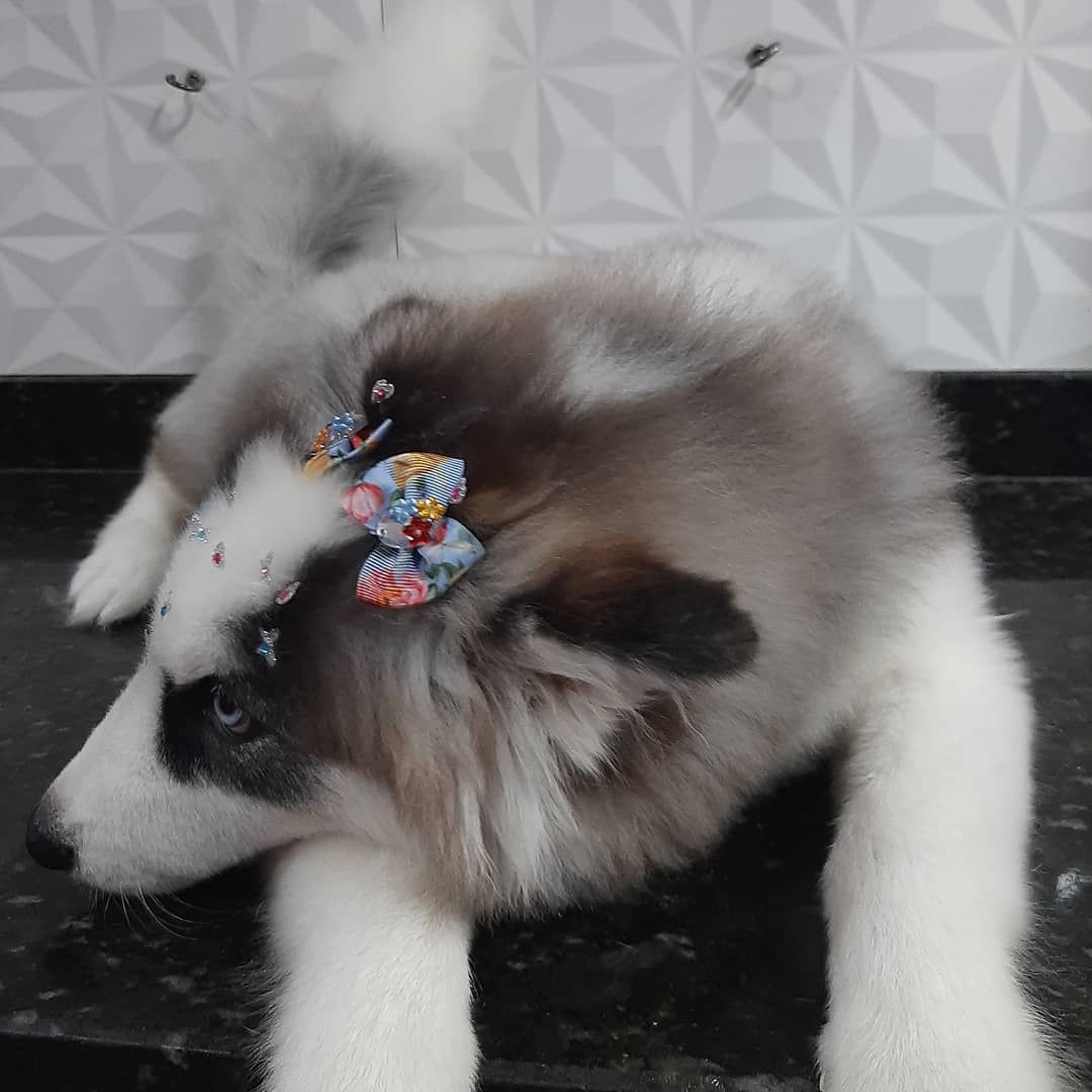 BANHO E TOSA EM JI - PARANÁ - RO