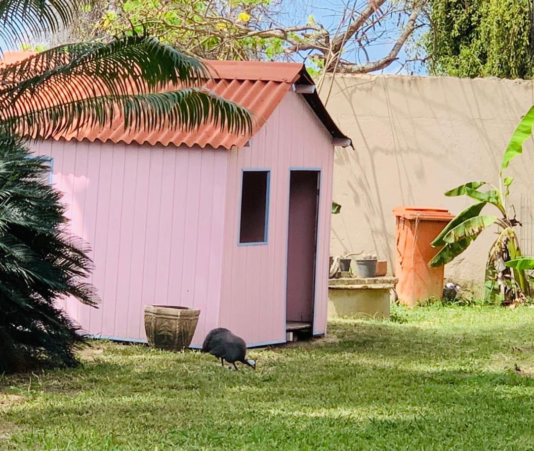 HOSPEDAGEM PARA CÃES EM CAMPOS DOS GOYTACAZES 