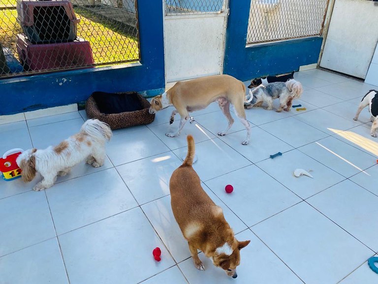 HOSPEDAGEM PARA CÃES EM CAMPOS DOS GOYTACAZES 