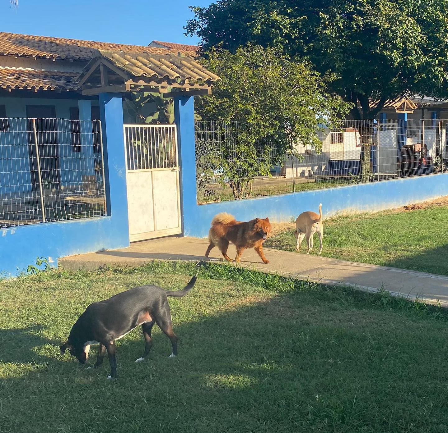 HOSPEDAGEM PARA CÃES EM CAMPOS DOS GOYTACAZES 