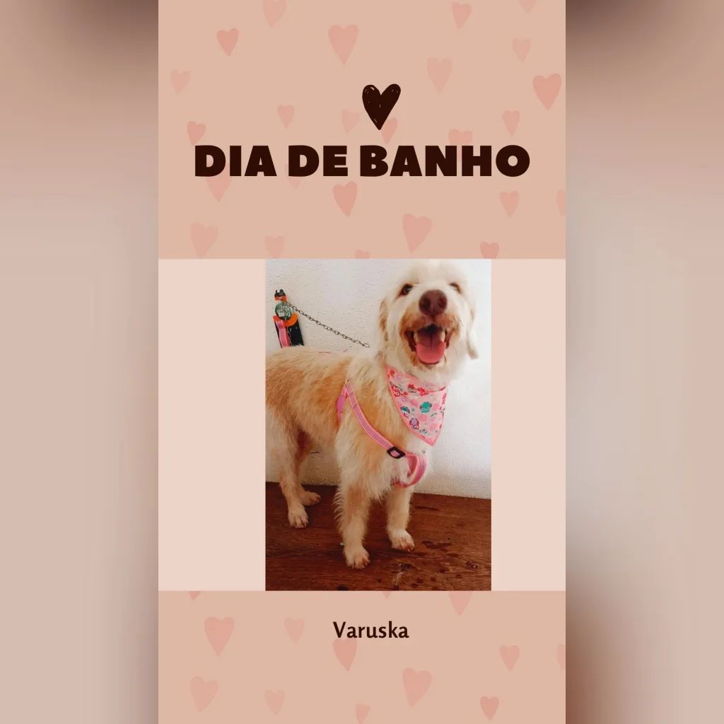 BANHO E TOSA EM SINOP - MT