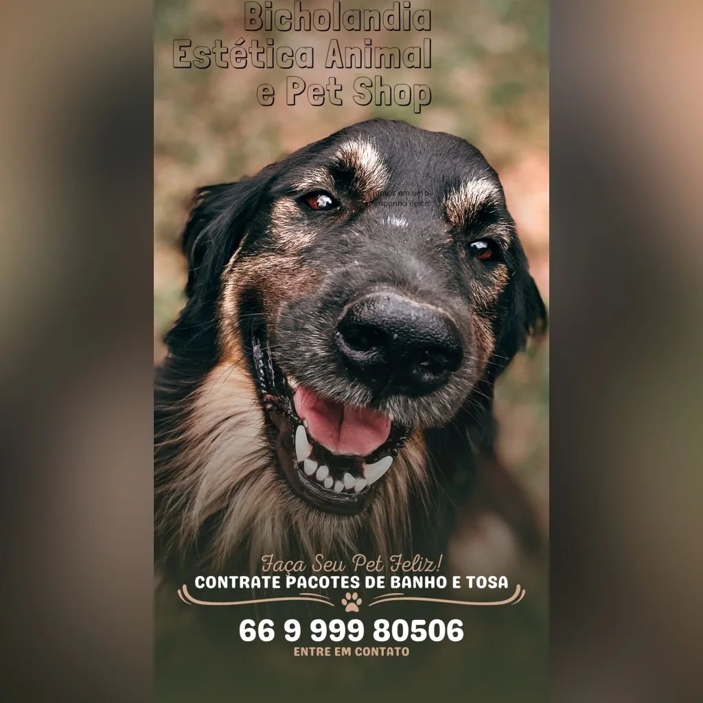 BANHO E TOSA EM SINOP - MT