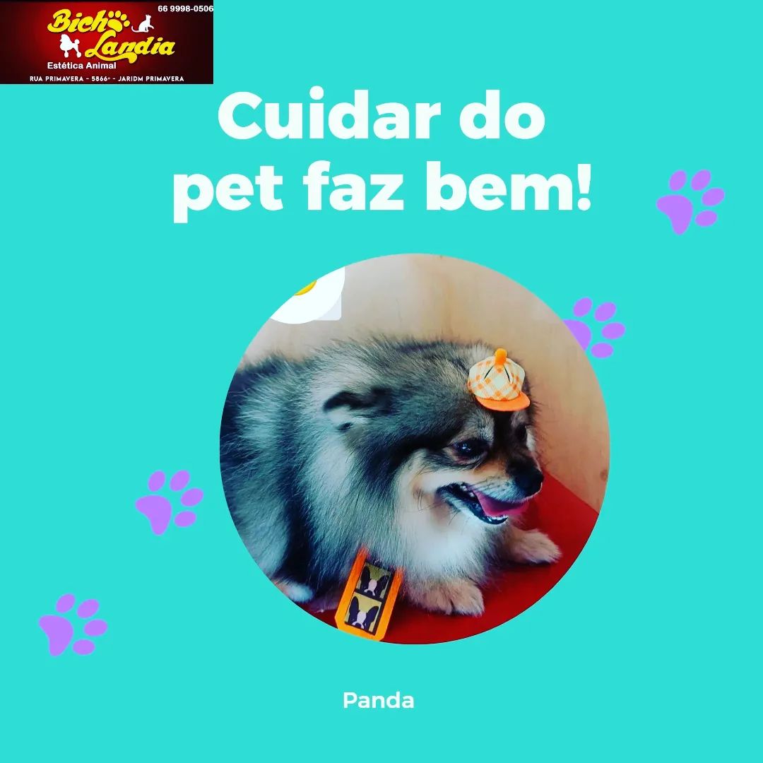 BANHO E TOSA EM SINOP - MT