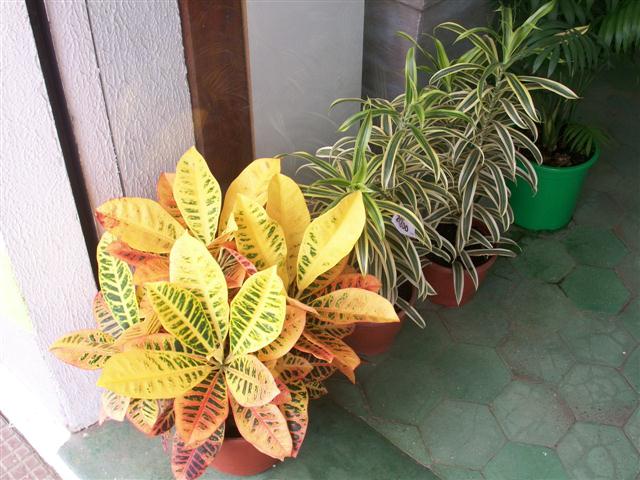 FLORICULTURA EM TRES RIOS