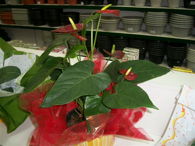 FLORICULTURA EM TRES RIOS