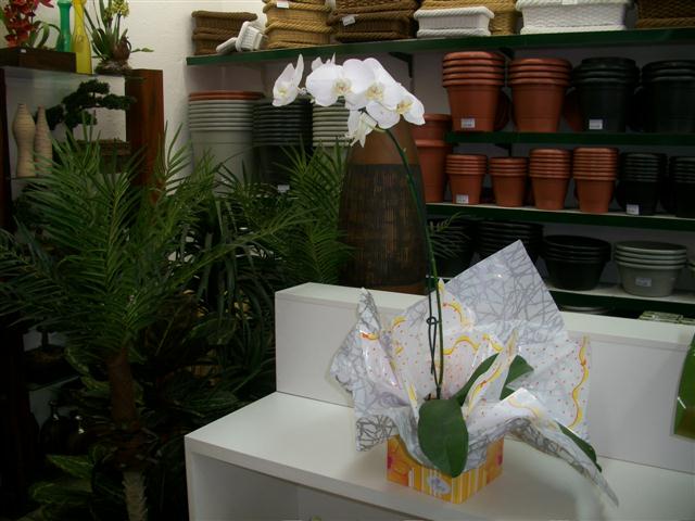 FLORICULTURA EM TRES RIOS