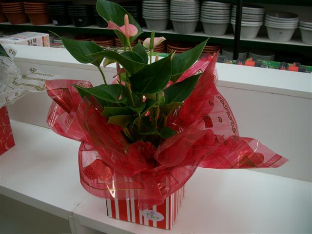 FLORICULTURA EM TRES RIOS