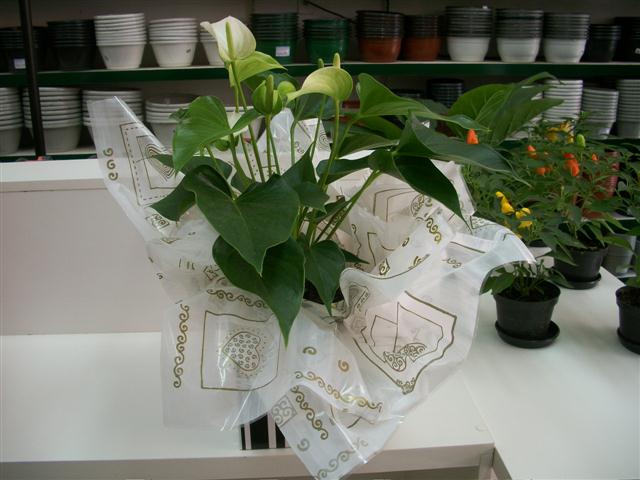 FLORICULTURA EM TRES RIOS