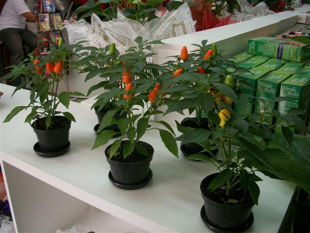 FLORICULTURA EM TRES RIOS