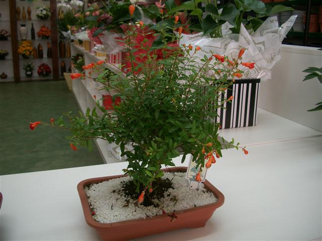 FLORICULTURA EM TRES RIOS