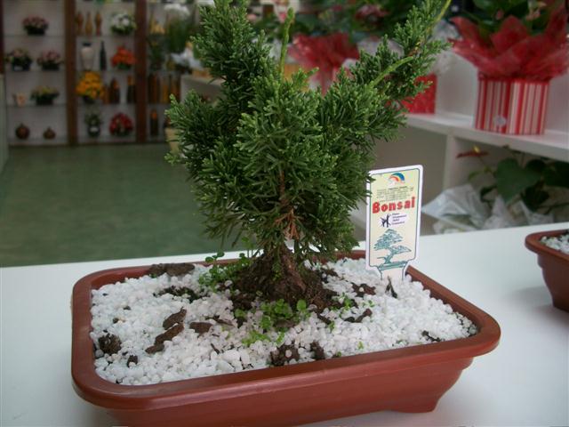 FLORICULTURA EM TRES RIOS