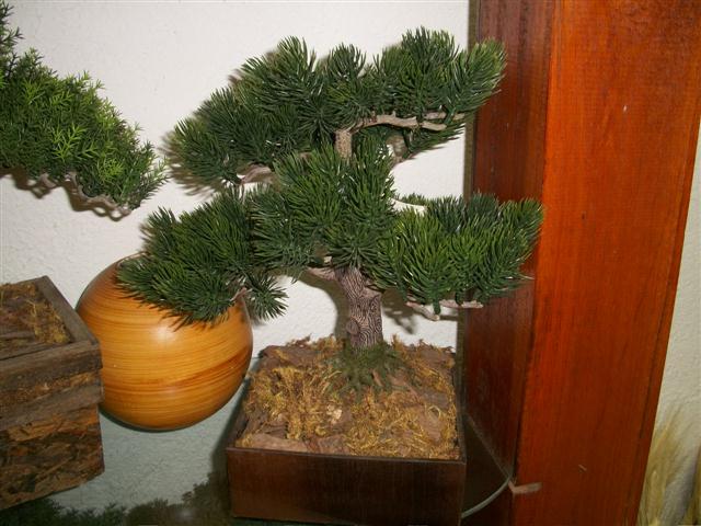 FLORICULTURA EM TRES RIOS