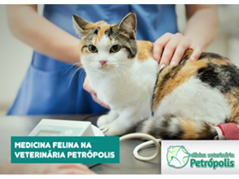 Ortopedia Veterinária em Petrópolis - RJ