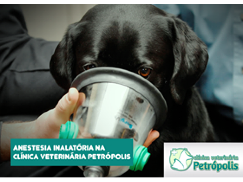 Ortopedia Veterinária em Petrópolis - RJ