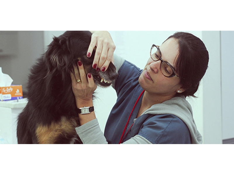 Ortopedia Veterinária em Petrópolis - RJ