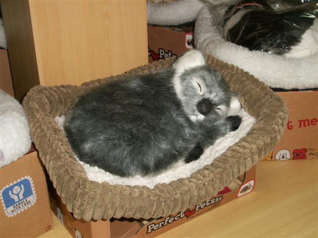 PET SHOP EM PETROPOLIS - GATOS.CAO - RJ