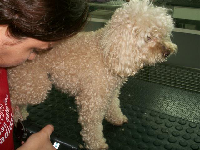 PET SHOP EM PETROPOLIS - GATOS.CAO - RJ