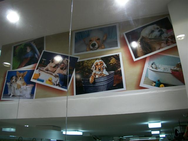 PET SHOP EM PETROPOLIS - GATOS.CAO - RJ