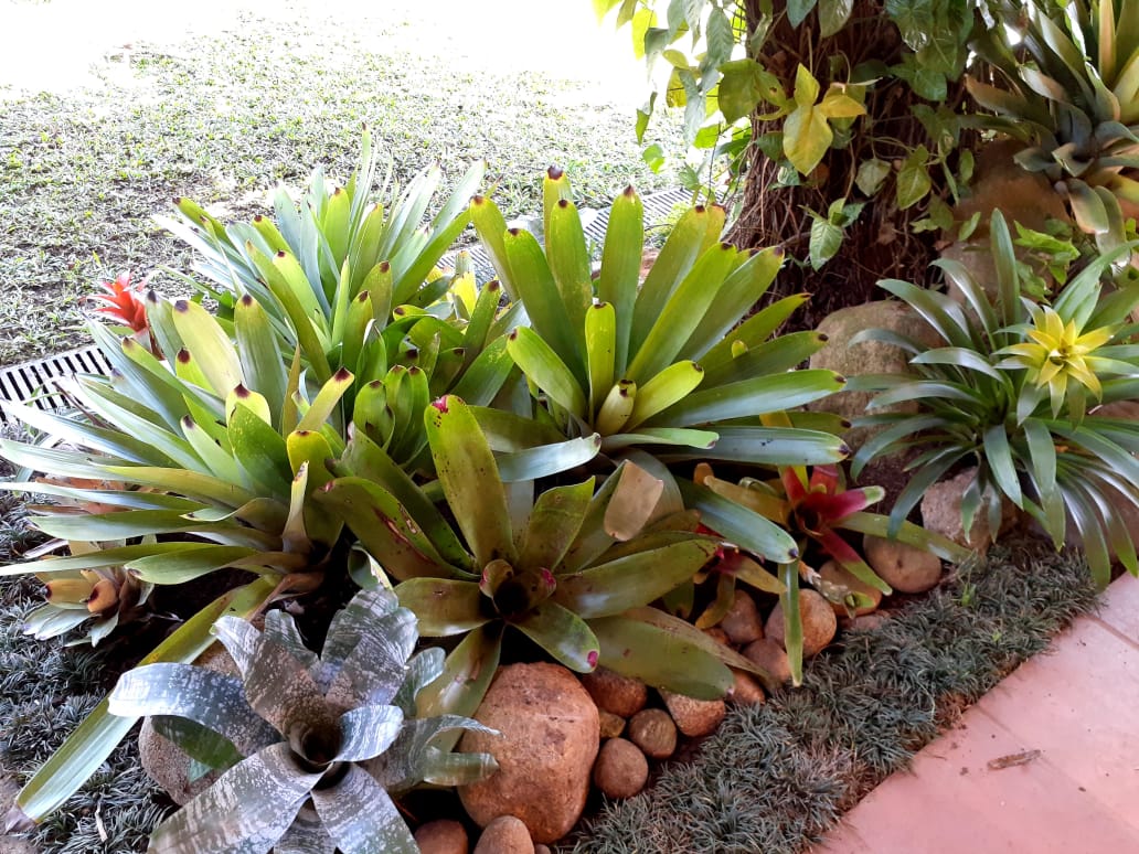 JARDINAGEM E PAISAGISMO EM TERESÓPOLIS