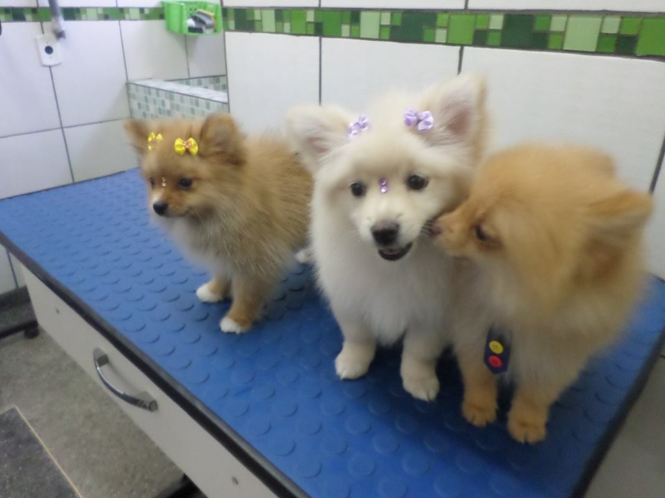 DISK RACAO EM CEILANDIA - DUPET - DF