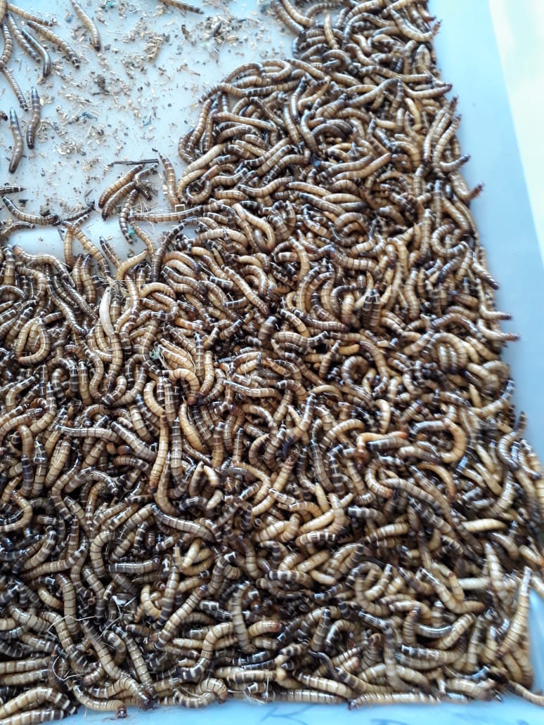 TENÉBRIO GIGANTE EM TRÊS RIOS - RJ