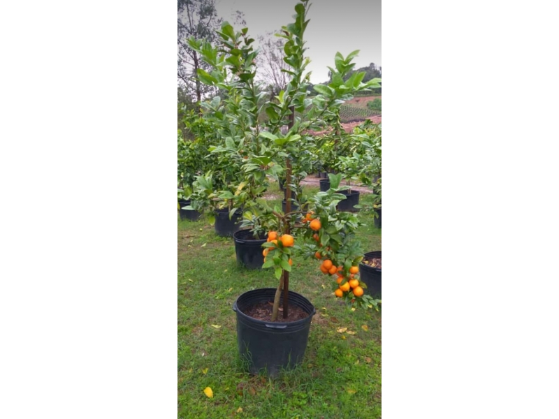 VENDA DE MUDAS FRUTÍFERAS EM DIADEMA - SP