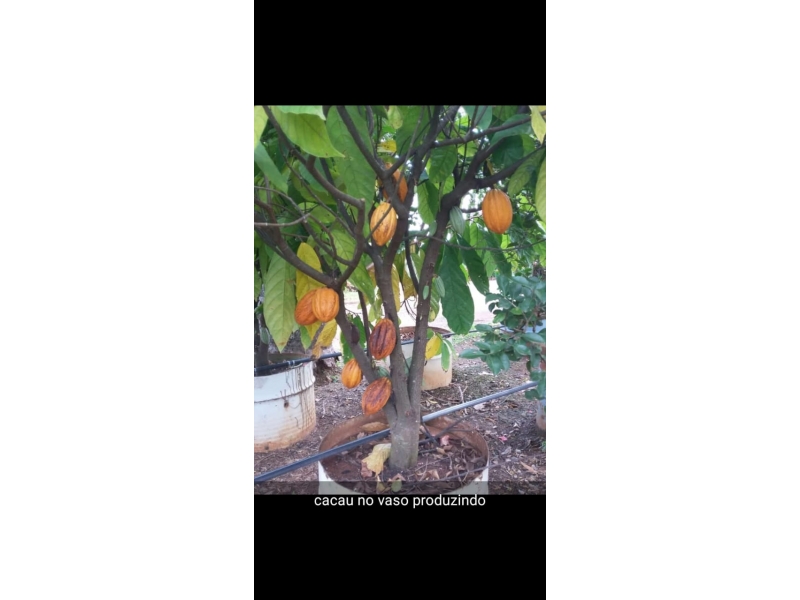 VENDA DE MUDAS FRUTÍFERAS EM ANGRA DOS REIS - RJ