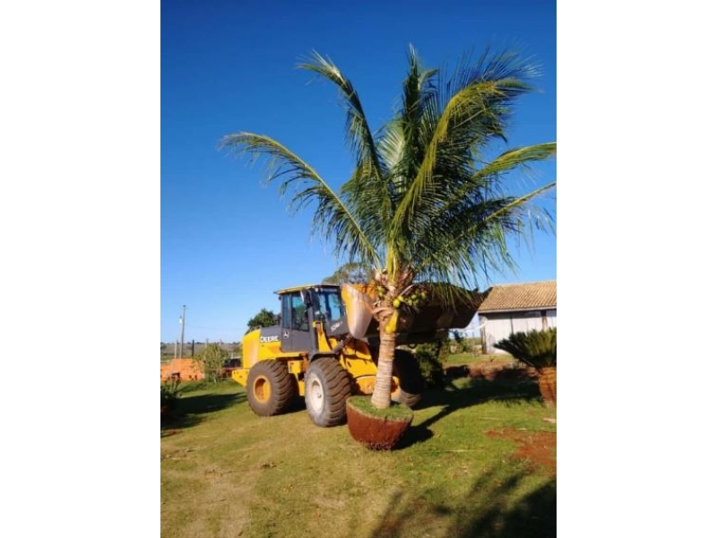 VENDA DE MUDAS FRUTÍFERAS EM COTIA - SP