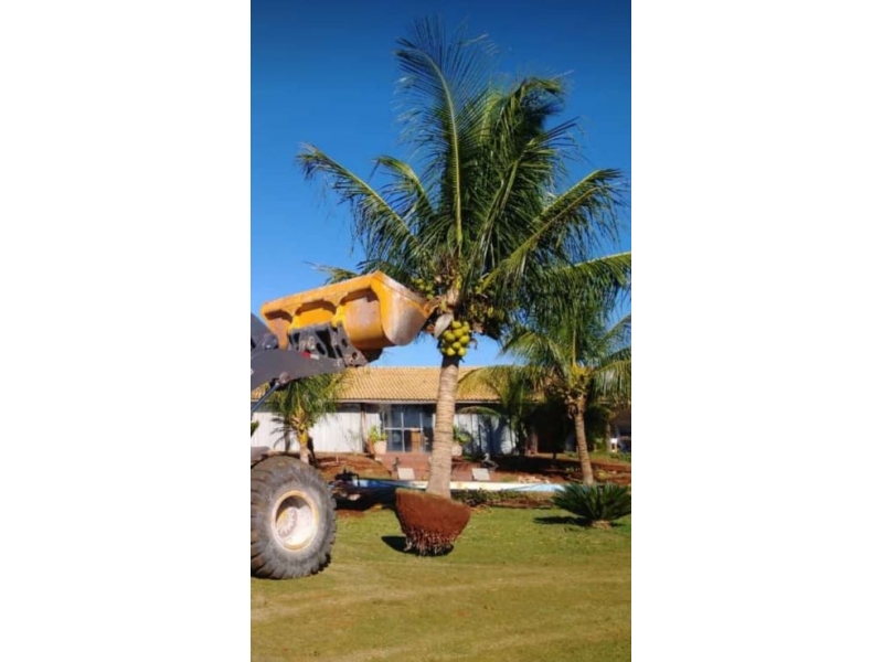 VENDA DE MUDAS FRUTÍFERAS NO RIO DE JANEIRO - RJ