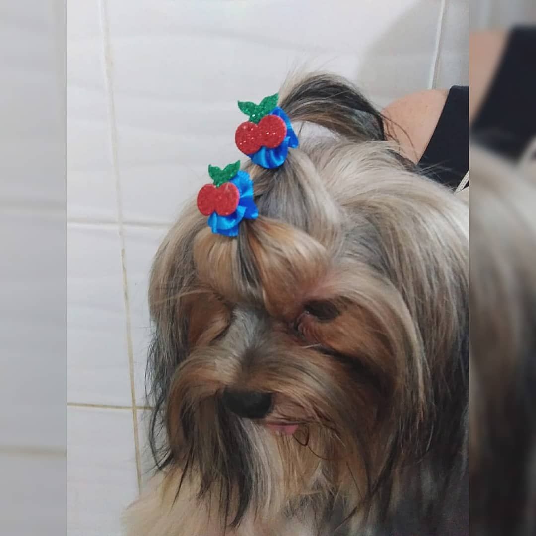 BANHO E TOSA EM PORTO VELHO - RO