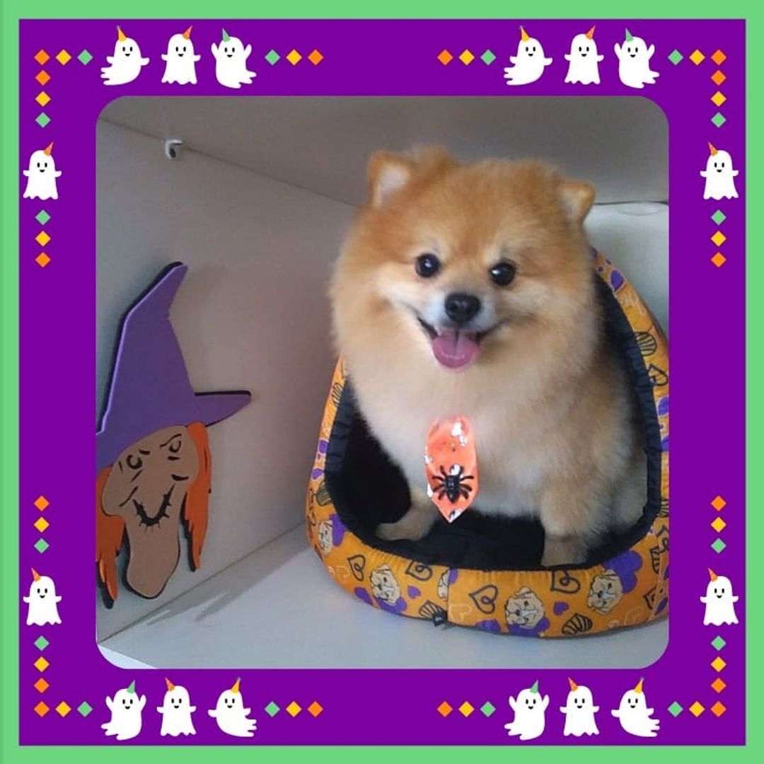 BANHO E TOSA EM PORTO VELHO - RO