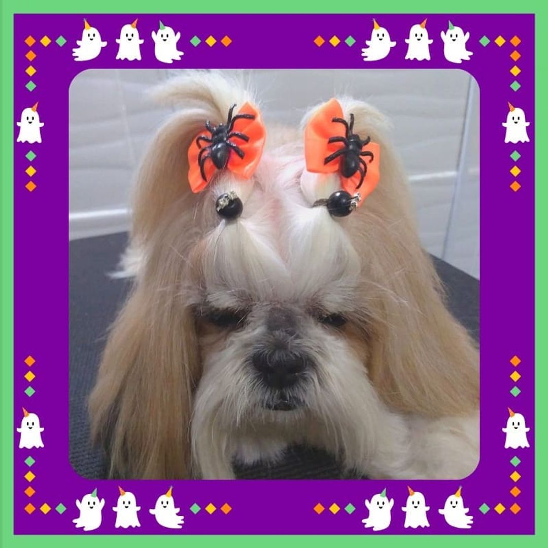 BANHO E TOSA EM PORTO VELHO - RO