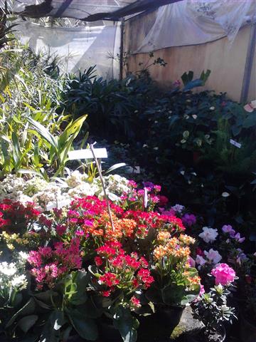 Paty Plantas