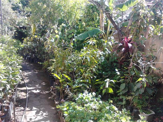 ALUGUEL DE PLANTAS ORNAMENTAIS EM PATY DO ALFERES - PATY PLANTAS