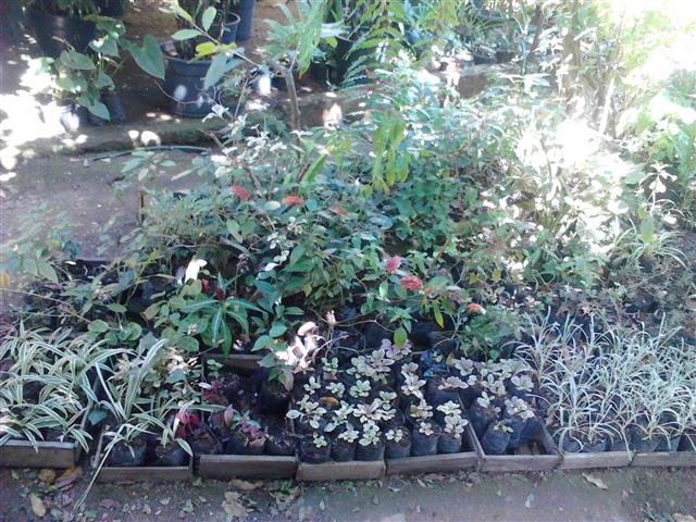 ALUGUEL DE PLANTAS ORNAMENTAIS EM PATY DO ALFERES - PATY PLANTAS