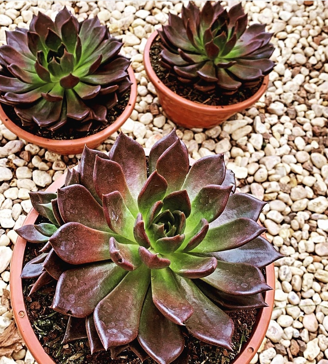Jardinagem e Paisagismo em Porto Velho. VIVEIRO ATACADÃO DAS PLANTAS. 