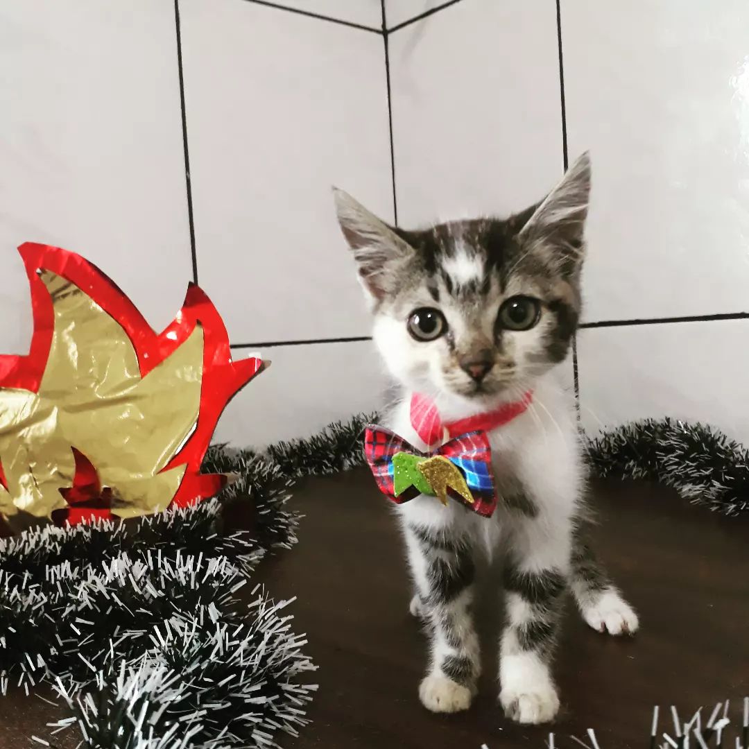 BANHO E TOSA EM RIO BRANCO DO SUL - PR