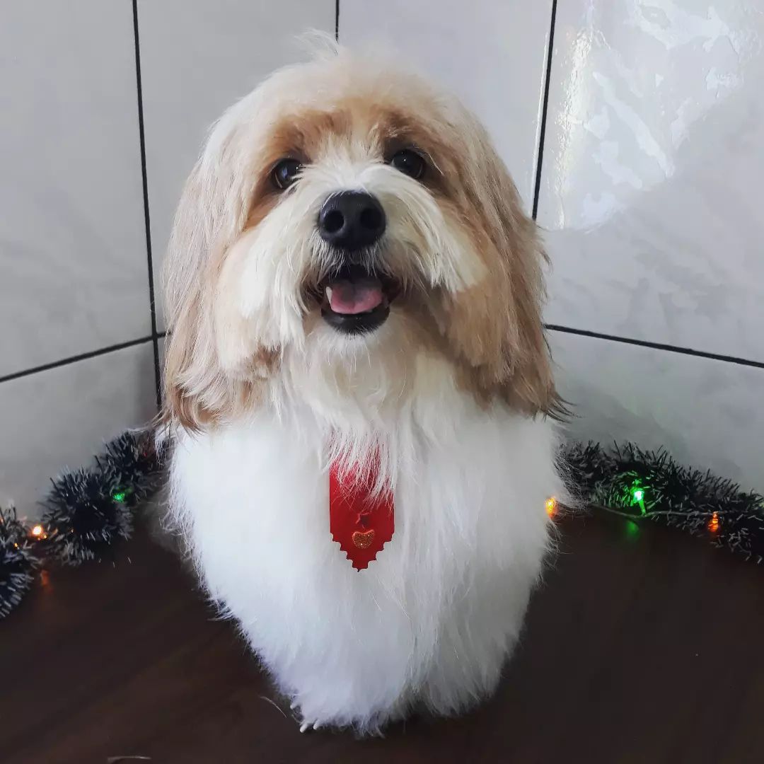 BANHO E TOSA EM RIO BRANCO DO SUL - PR