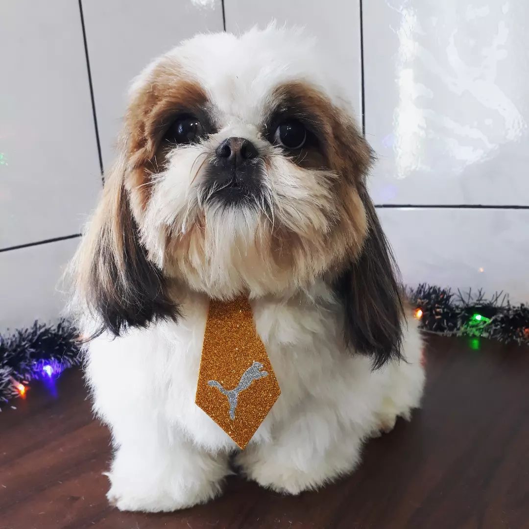 BANHO E TOSA EM RIO BRANCO DO SUL - PR