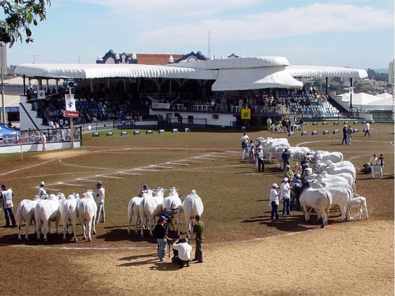 TOLDOS E COBERTURAS EM CAMPO FLORIDO - MG