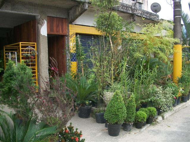 FLORICULTURA EM PIABETÁ - NEW LIFE - RJ