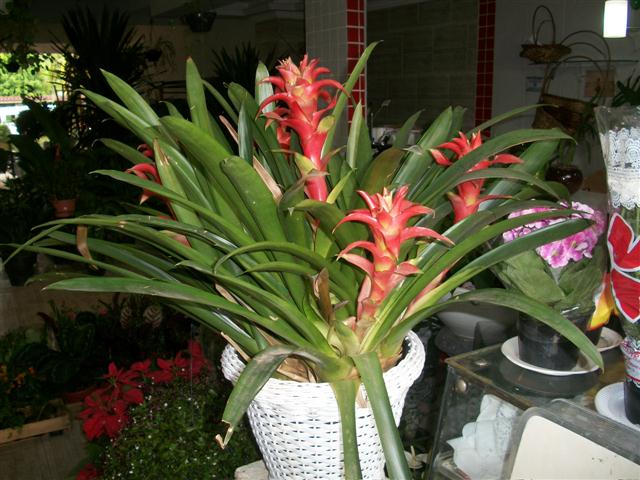 FLORICULTURA EM PIABETÁ - NEW LIFE - RJ