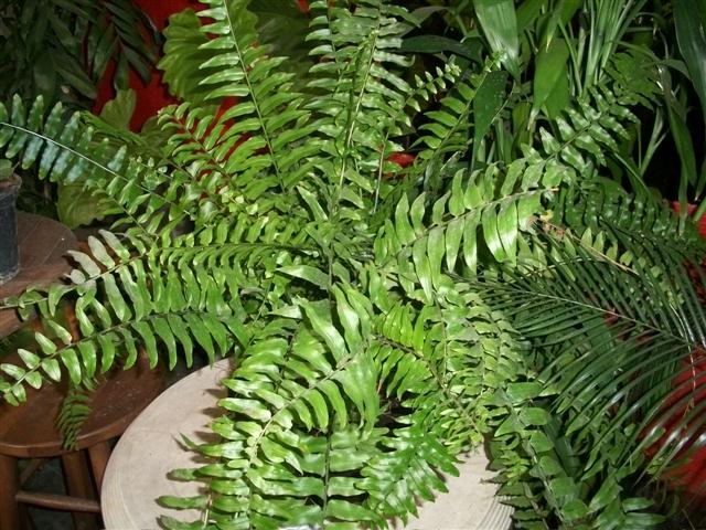 FLORICULTURA EM PIABETÁ - NEW LIFE - RJ