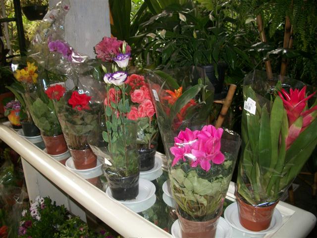 FLORICULTURA EM PIABETÁ - NEW LIFE - RJ