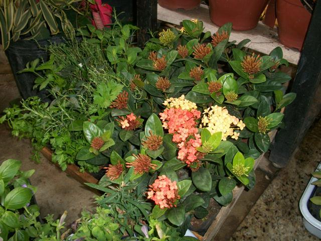 FLORICULTURA EM PIABETÁ - NEW LIFE - RJ