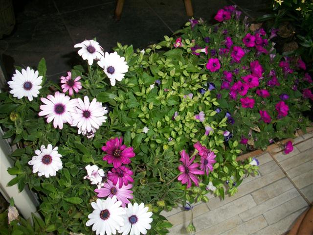 FLORICULTURA EM PIABETÁ - NEW LIFE - RJ