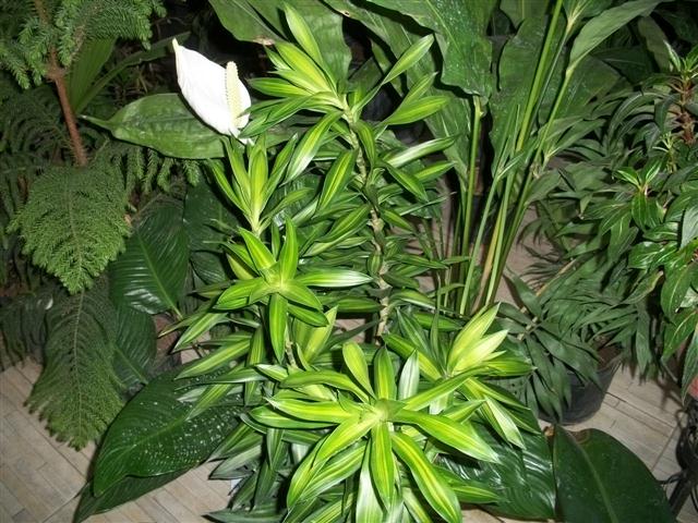 FLORICULTURA EM PIABETÁ - NEW LIFE - RJ