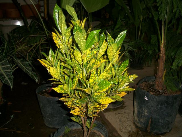 FLORICULTURA EM PIABETÁ - NEW LIFE - RJ