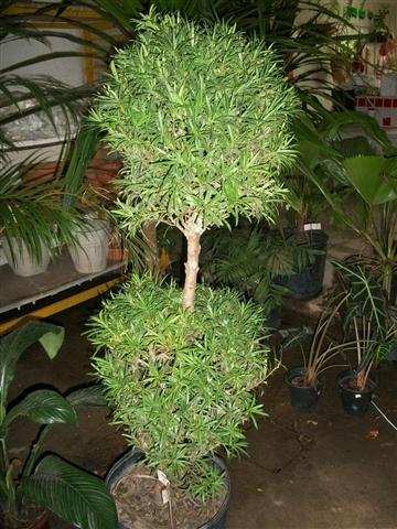 FLORICULTURA EM PIABETÁ - NEW LIFE - RJ